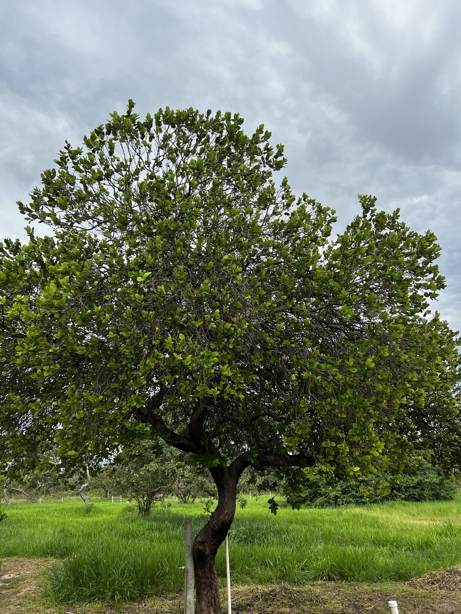 Imagem de Coroa-de-frade