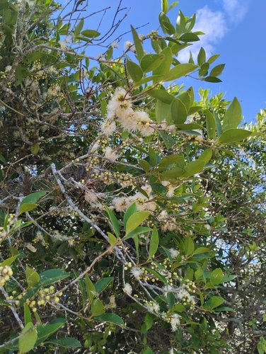 Image of Eugenia uruguayensis by (c) Agustina Medina, some rights reserved (CC BY)