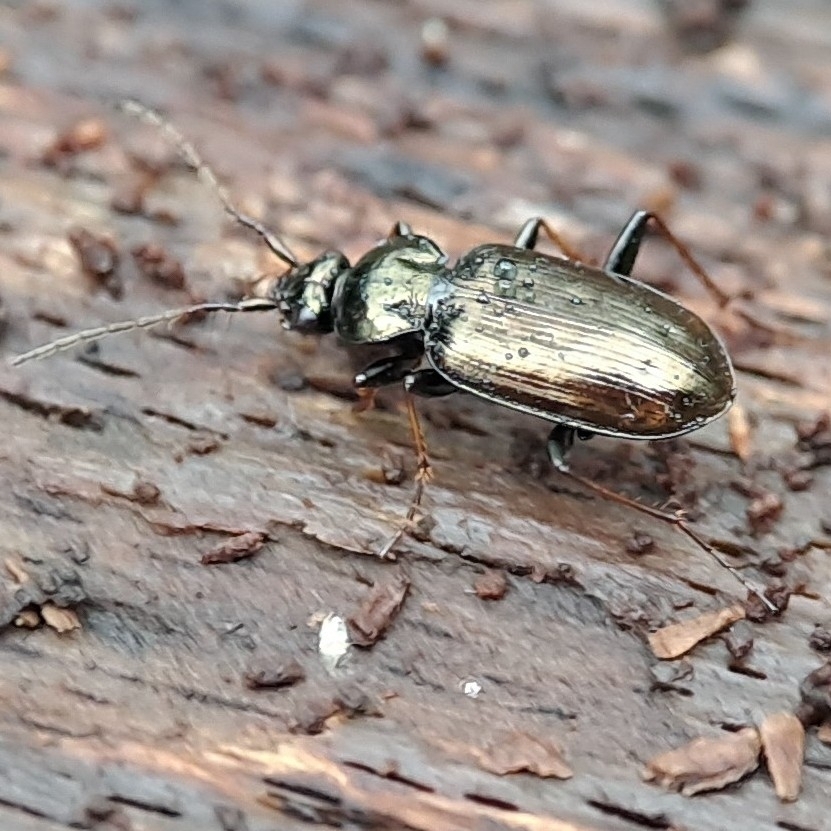 Loricerinae
