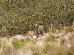 Odocoileus virginianus ustus