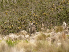 Odocoileus virginianus ustus