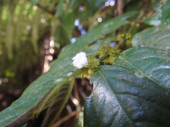 Lasianthus curtisii