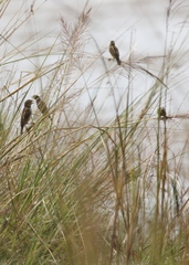 Ploceus benghalensis