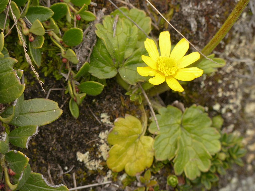 Ranunculus praemorsus