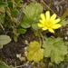 Ranunculus praemorsus - Photo (c) Anneke Jonker, alguns direitos reservados (CC BY-NC), uploaded by Anneke Jonker