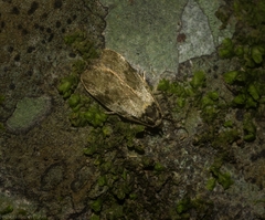 Barea bryochroa
