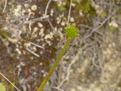 Ranunculus praemorsus