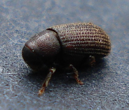 Hylurgops