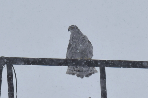 Eurasian Goshawk (Astur gentilis), photo 10