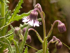 Senecio formosoides
