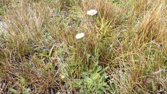 Symphyotrichum vahlii