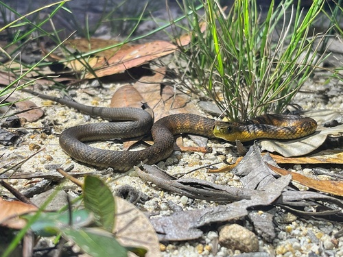 Tiger Snake sighting