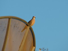 Streptopelia roseogrisea