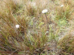 Symphyotrichum vahlii