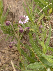 Senecio formosoides