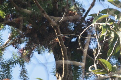 Chestnut-bellied Tit (Sittiparus castaneoventris), photo 7