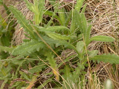 Senecio formosoides