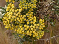 Monticalia andicola