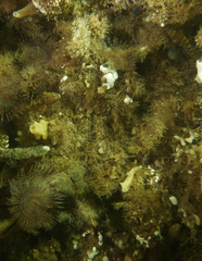 Tridentiger trigonocephalus