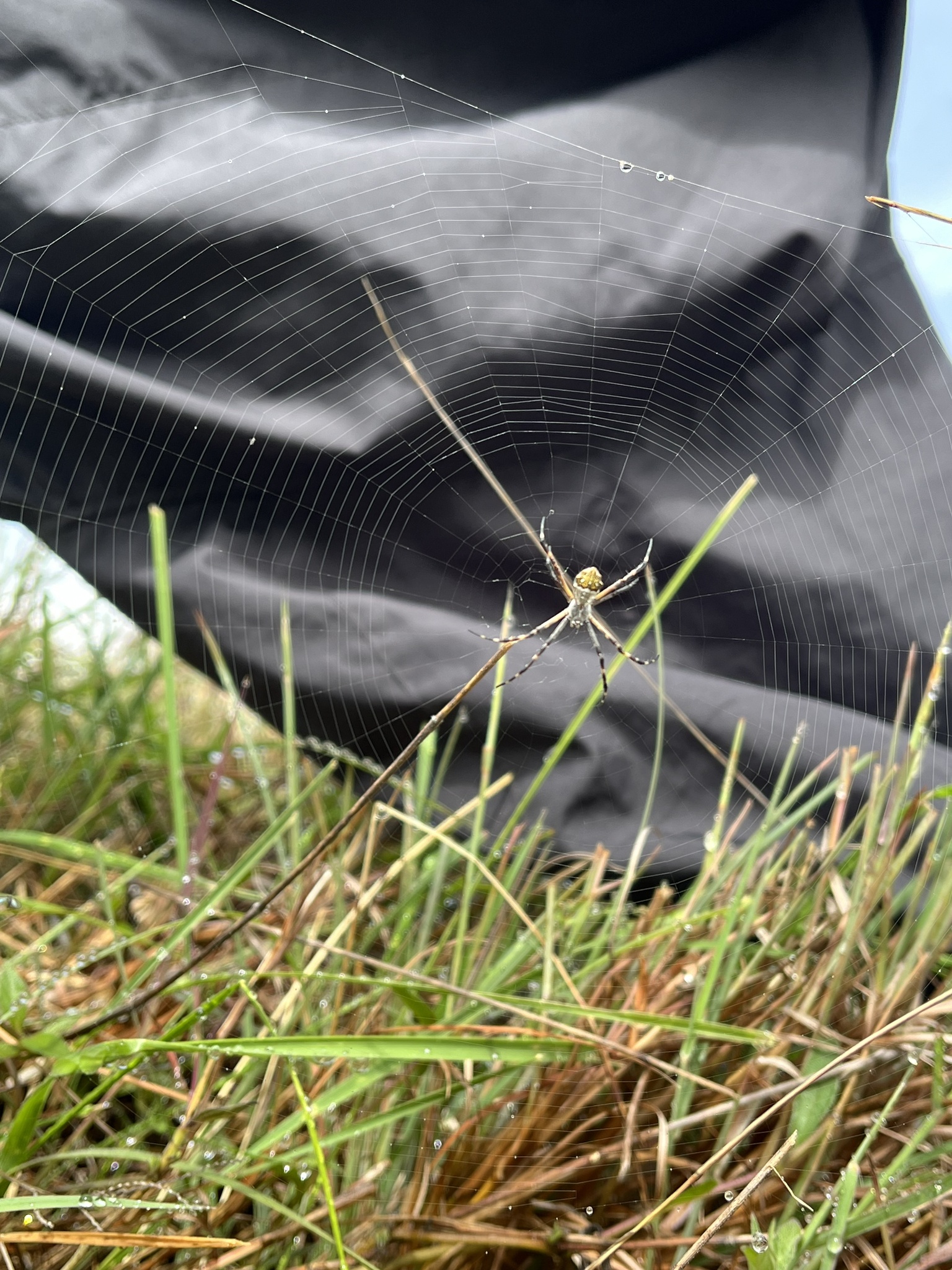 Argiope argentata image