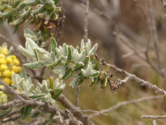 Monticalia andicola