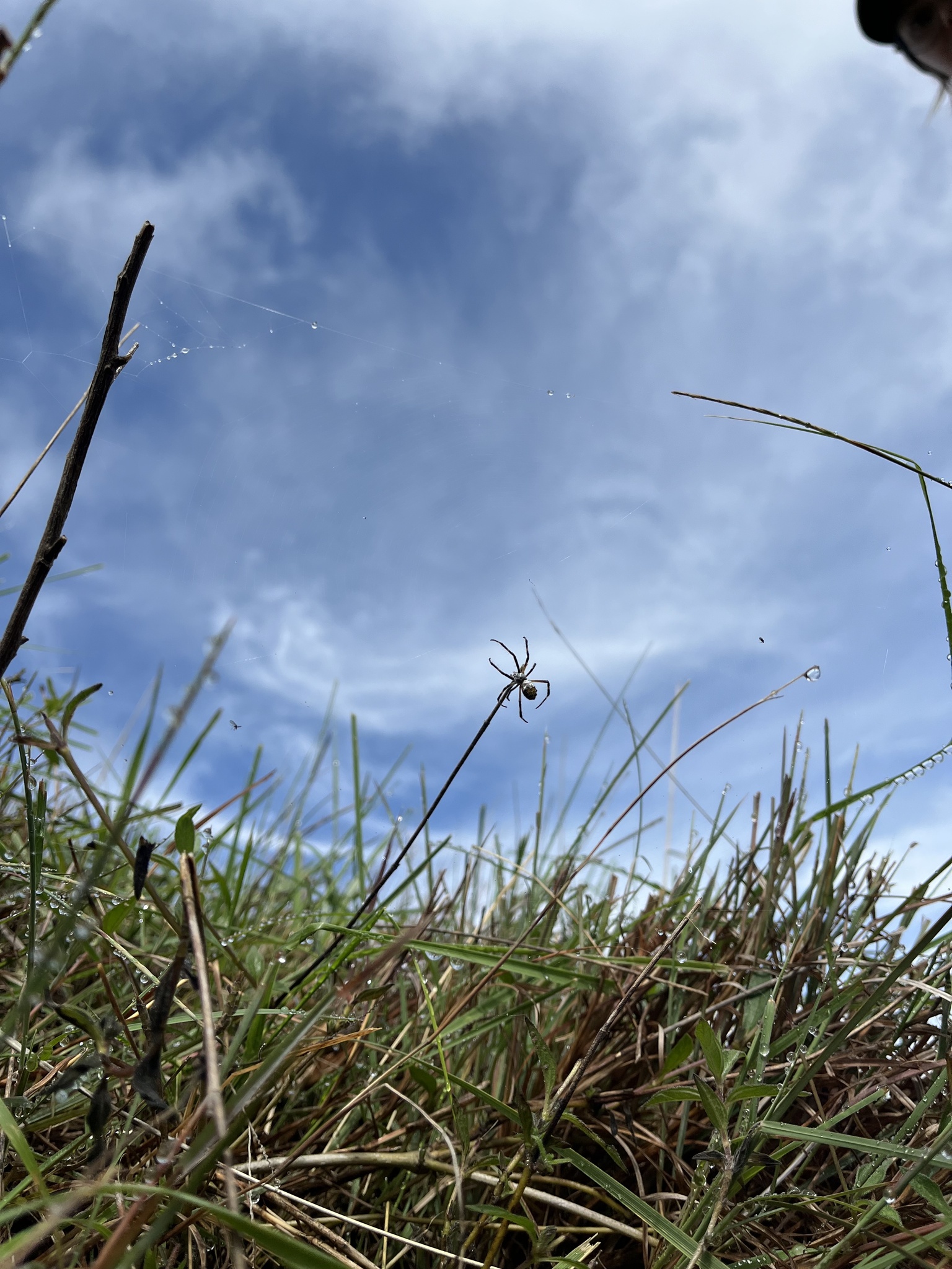 Argiope argentata image