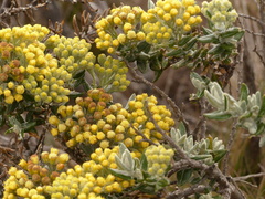 Monticalia andicola