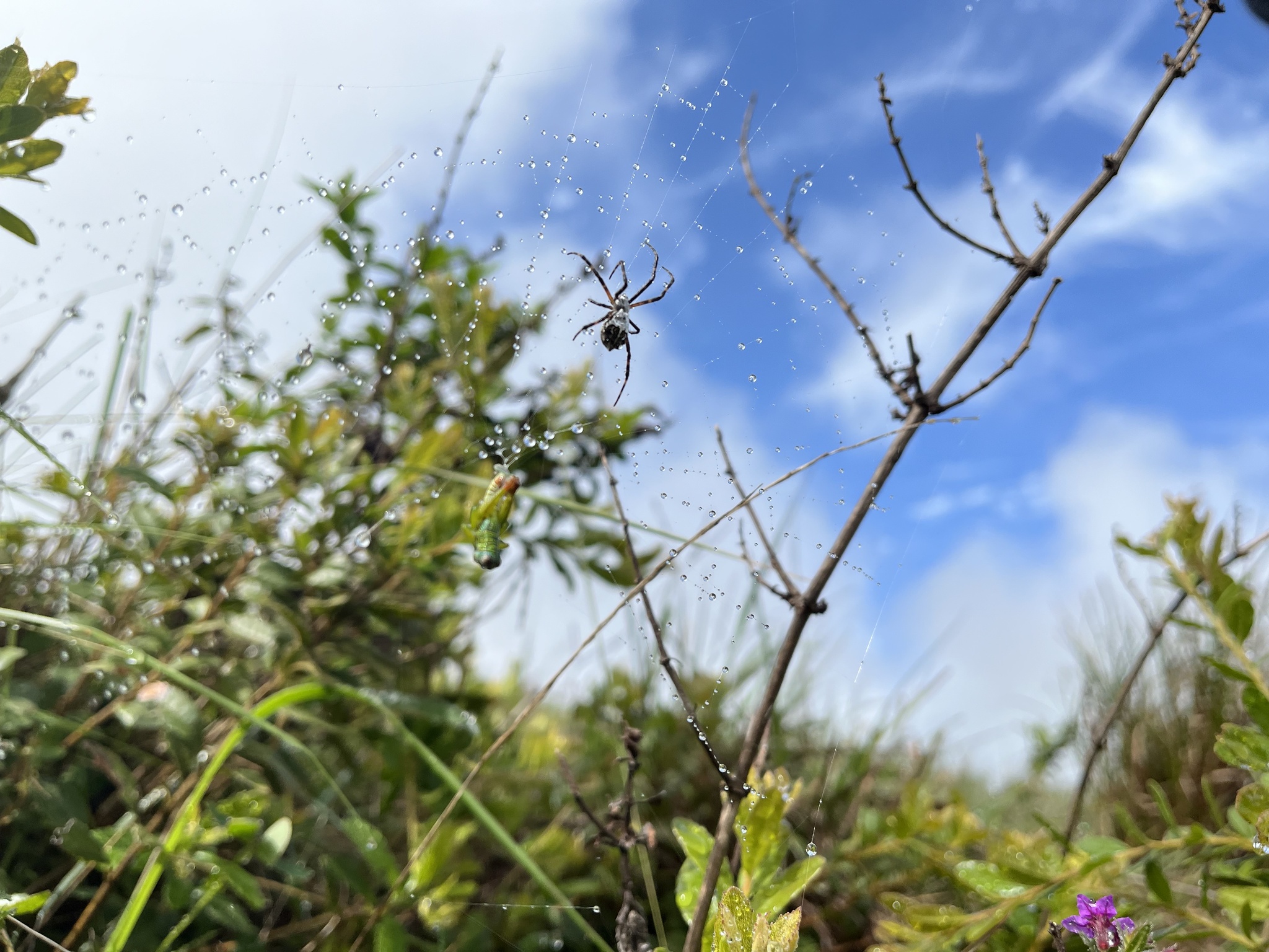 Argiope image