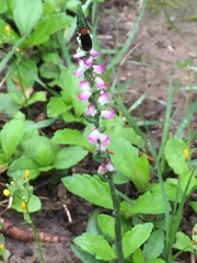 Spiranthes sinensis