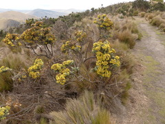 Monticalia andicola