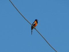 Icterus icterus