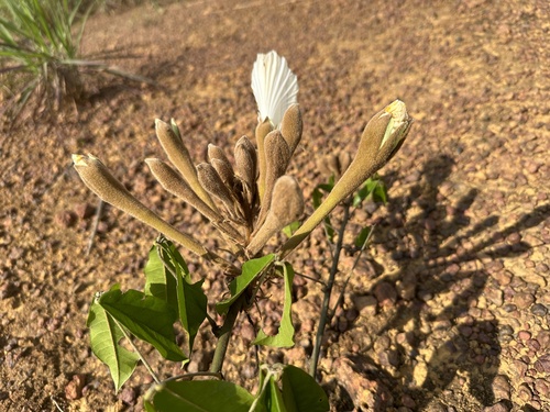 Foto de Mucunã