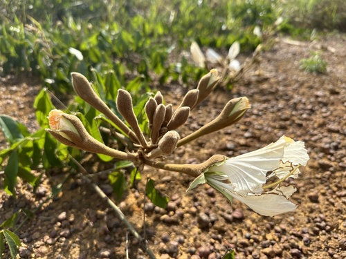Foto de Mucunã