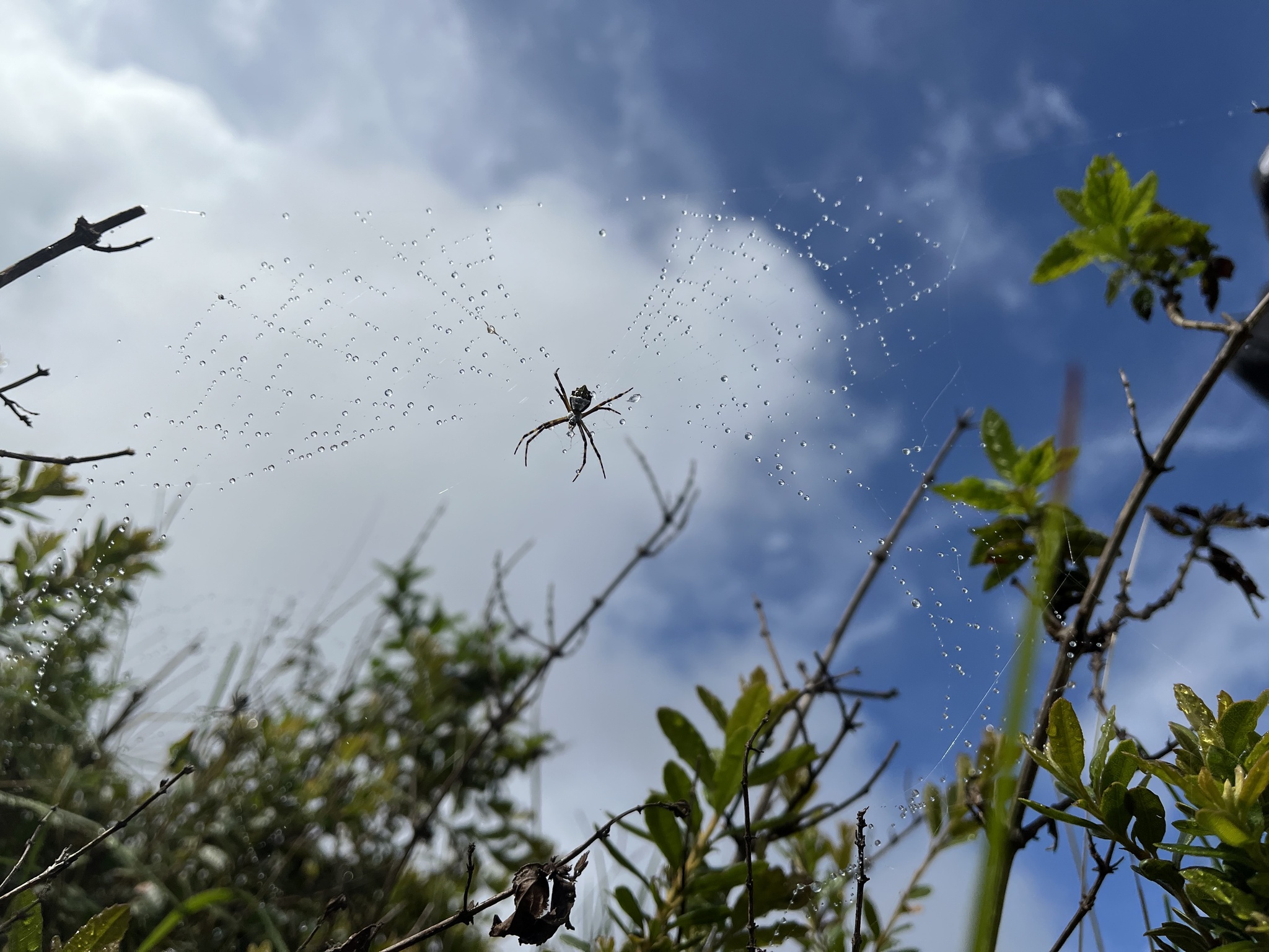 Argiope image
