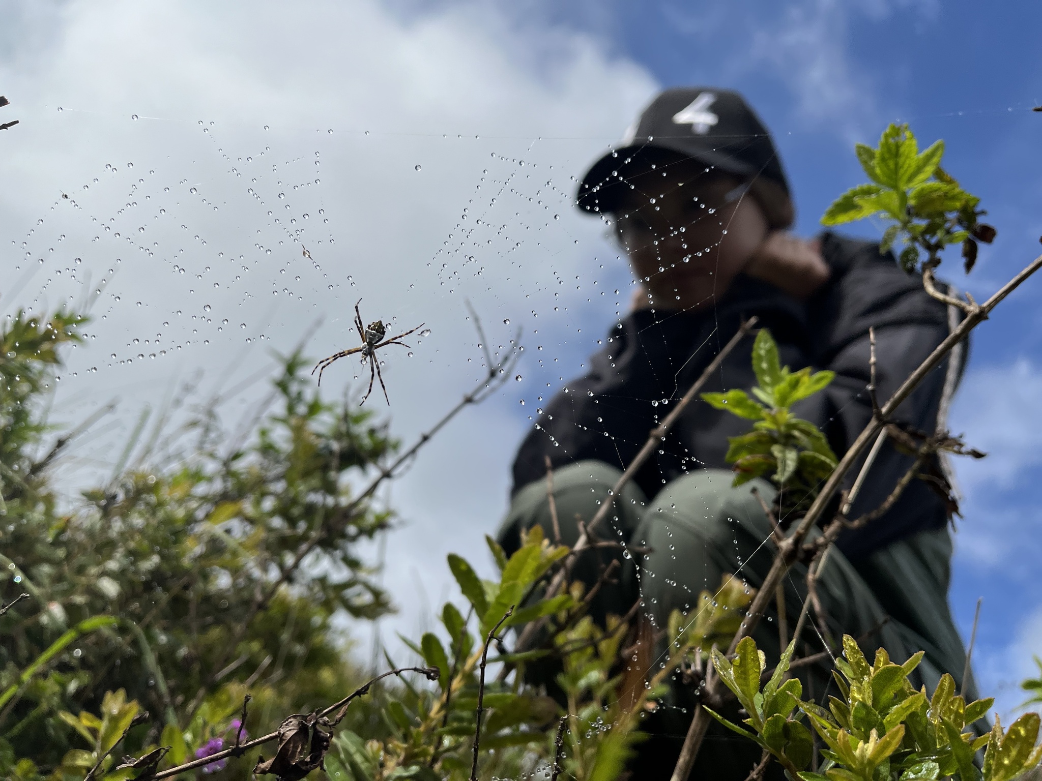 Argiope argentata image