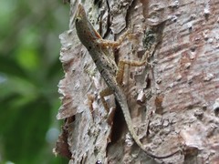 Anolis stratulus