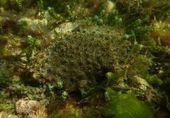 Polyclinum marsupiale