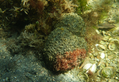 Polyclinum marsupiale