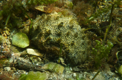 Polyclinum marsupiale