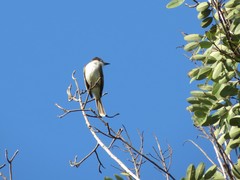 Myiarchus antillarum