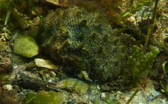 Polyclinum marsupiale