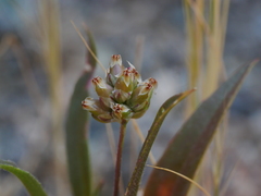 Plantago amplexicaulis
