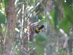 Icterus portoricensis