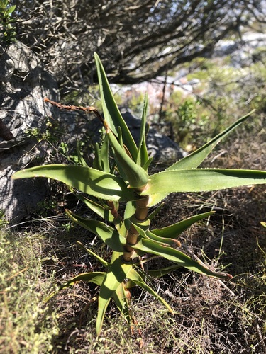 Image of Peninsula Rambling Aloe (Aloiampelos commixta) by (c) Caroline Voget, some rights reserved (CC BY)