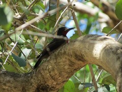 Melanerpes portoricensis