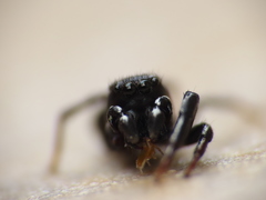 Heliophanus lineiventris