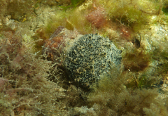 Polyclinum marsupiale