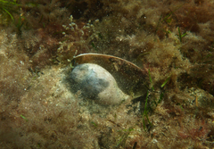 Bulla quoyii
