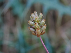Plantago amplexicaulis