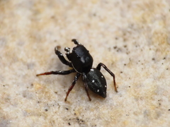 Heliophanus lineiventris